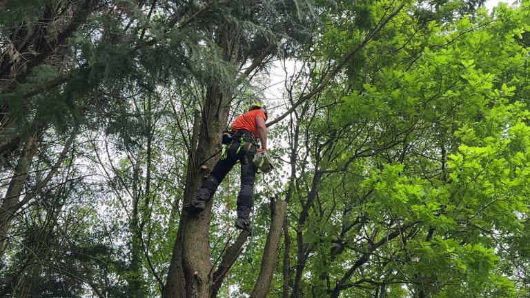 Best Emergency Tree Removal  in Alexandria, IN